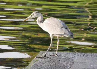 Vogel Bergen