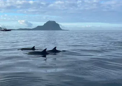 Mauritus Delfin Tour mit Friendly Dodo