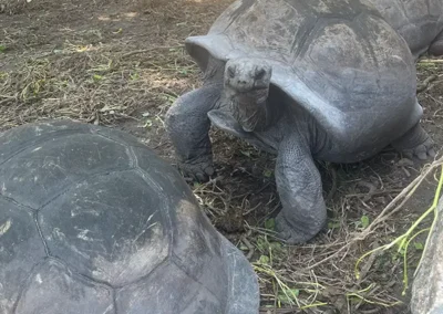 Landschildkröten auf La Digue