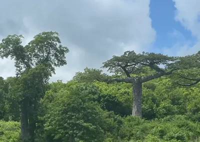 Madagaskar Bananenbäume